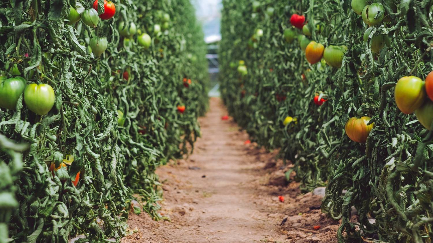 Tomato plants trained in rows inside a polytunnel